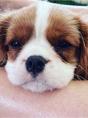 Meet your Posher, Dori